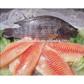 frozen new landing tilapia fish G&S from China seafood supplier